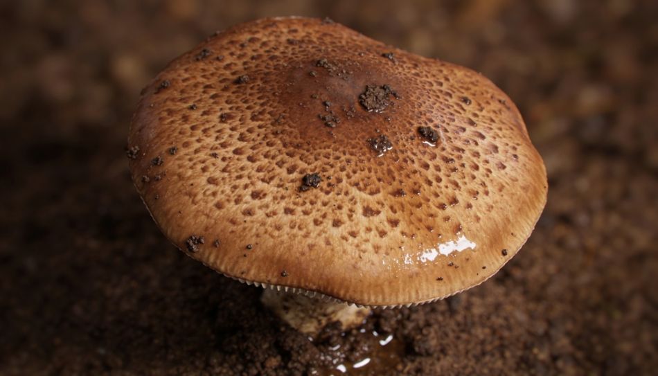 Agaricus Augustus : morphologie, habitat et propriétés